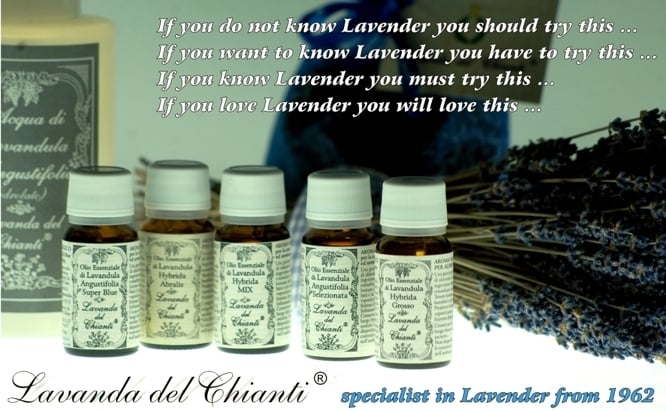 The 5 different varieties of lavender grown in Casalvento in different bottles and labels. Black writing: "Lavender of Chianti"