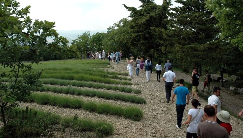 Un gruppo turistico in visita guidata ad alcuni dei campi coltivati di lavanda ibrida non ancora in fioritura su terreno coltivato circondato da alberi