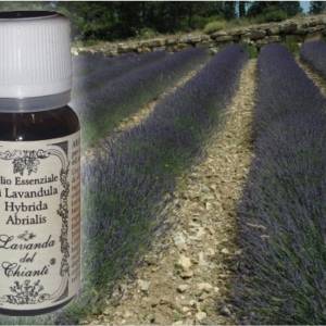 Flacone in vetro farmaceutico di olio essenziale di lavanda ibrida Abrialis sullo sfondo di filari di lavanda. Etichetta carta con scritta: "olio essenziale di lavanda ibrida Abrialis"