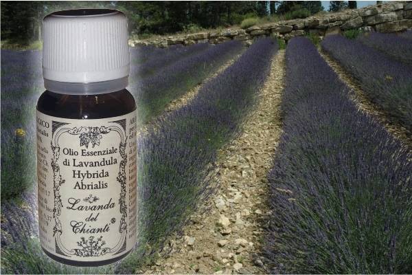 Flacone in vetro farmaceutico di olio essenziale di lavanda ibrida Abrialis sullo sfondo di filari di lavanda. Etichetta carta con scritta: "olio essenziale di lavanda ibrida Abrialis"