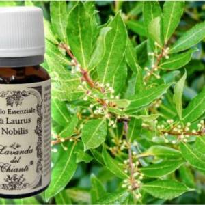 Pharmaceutical glass bottle of pure organic Laurel essential oil against the background of an inflorescence of laurel leaves and twigs