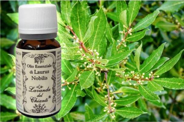Pharmaceutical glass bottle of pure Laurum nobilis essential oil