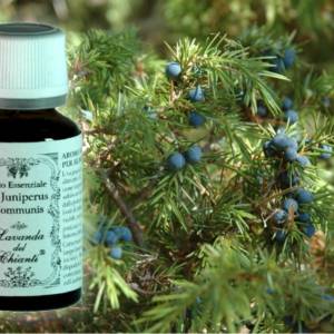 Pharmaceutical glass bottle of pure Juniper essential oil with juniper sprig with blue berries in the background