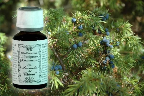 Pharmaceutical glass bottle of pure Juniper essential oil with juniper sprig with blue berries in the background