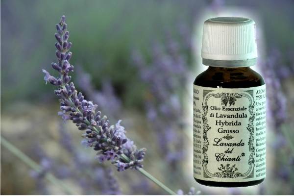 Flacone in vetro farmaceutico di olio essenziale di lavanda ibrida Grosso con a lato un fiore di lavanda. Etichetta carta con scritta: "olio essenziale di lavanda ibrida Grosso"