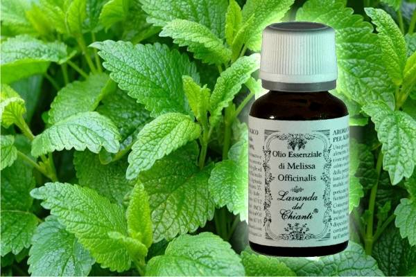 Pharmaceutical glass bottle of pure organic essential oil of Melissa on the background of leaves