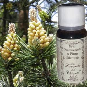 Pharmaceutical glass bottle of pure organic essential oil of Pine on the background of twigs and leaves