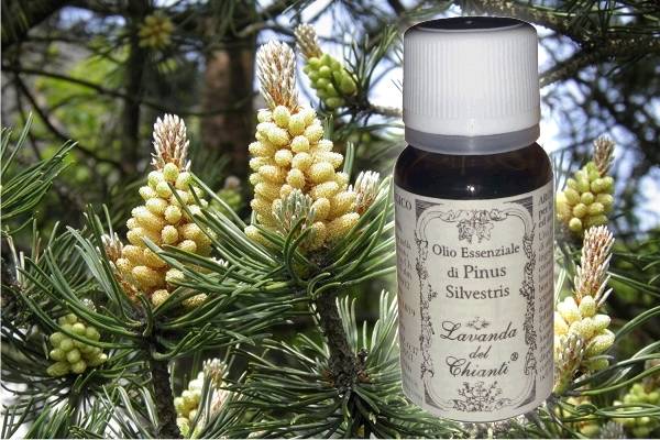 Flacone in vetro farmaceutico di puro olio essenziale biologico di Pino sullo sfondo di rametti e foglie