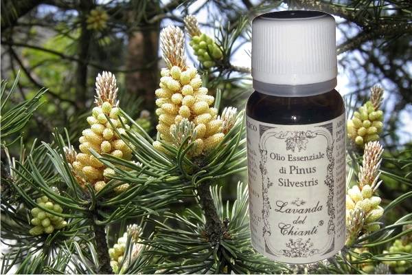 Pharmaceutical glass bottle of pure organic essential oil of Pine on the background of twigs and leaves