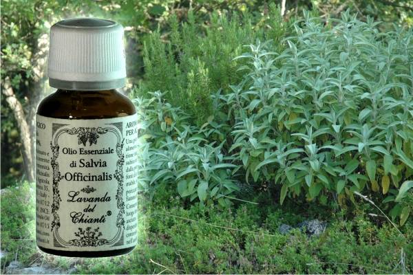 Flacone in vetro farmaceutico di puro olio essenziale biologico di Salvia sullo sfondo di rametti e foglie
