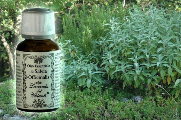 Pharmaceutical glass bottle of pure organic essential oil of Sage against a background of twigs and leaves