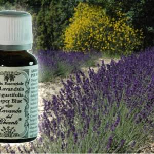 Flacone in vetro farmaceutico di olio essenziale di Lavanda angustifolia Super Blu sullo sfondo di filare di lavanda. Etichetta carta con scritta: "olio essenziale di lavanda super blu"