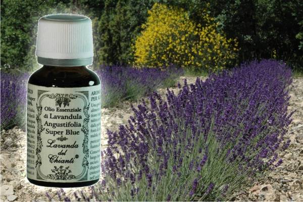 Pharmaceutical glass bottle of Lavender angustifolia Super Blue essential oil against a background of row of lavender. Paper label with writing: "super blue lavender essential oil"