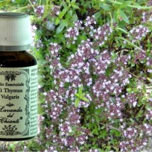 Pharmaceutical glass bottle of pure organic essential oil of Thyme on the background of twigs and flowers