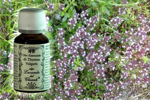Flacone in vetro farmaceutico di puro olio essenziale biologico di Timo sullo sfondo di rametti e fiori