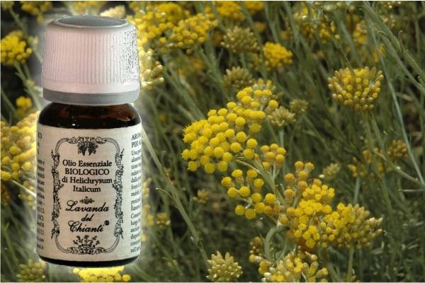 Flacone in vetro farmaceutico di olio essenziale di Elicriso italico biologico con fiori di elicriso giallo sullo sfondo