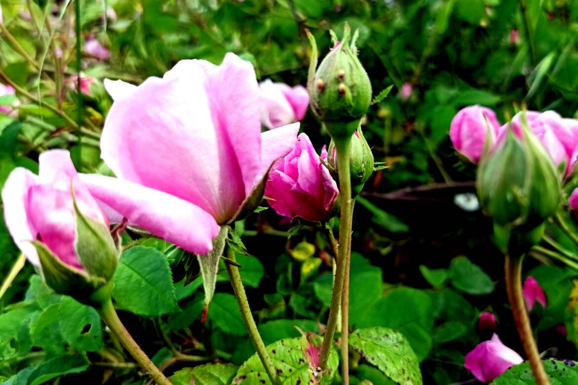 Assoluta-Rosa-Damasco.jpg