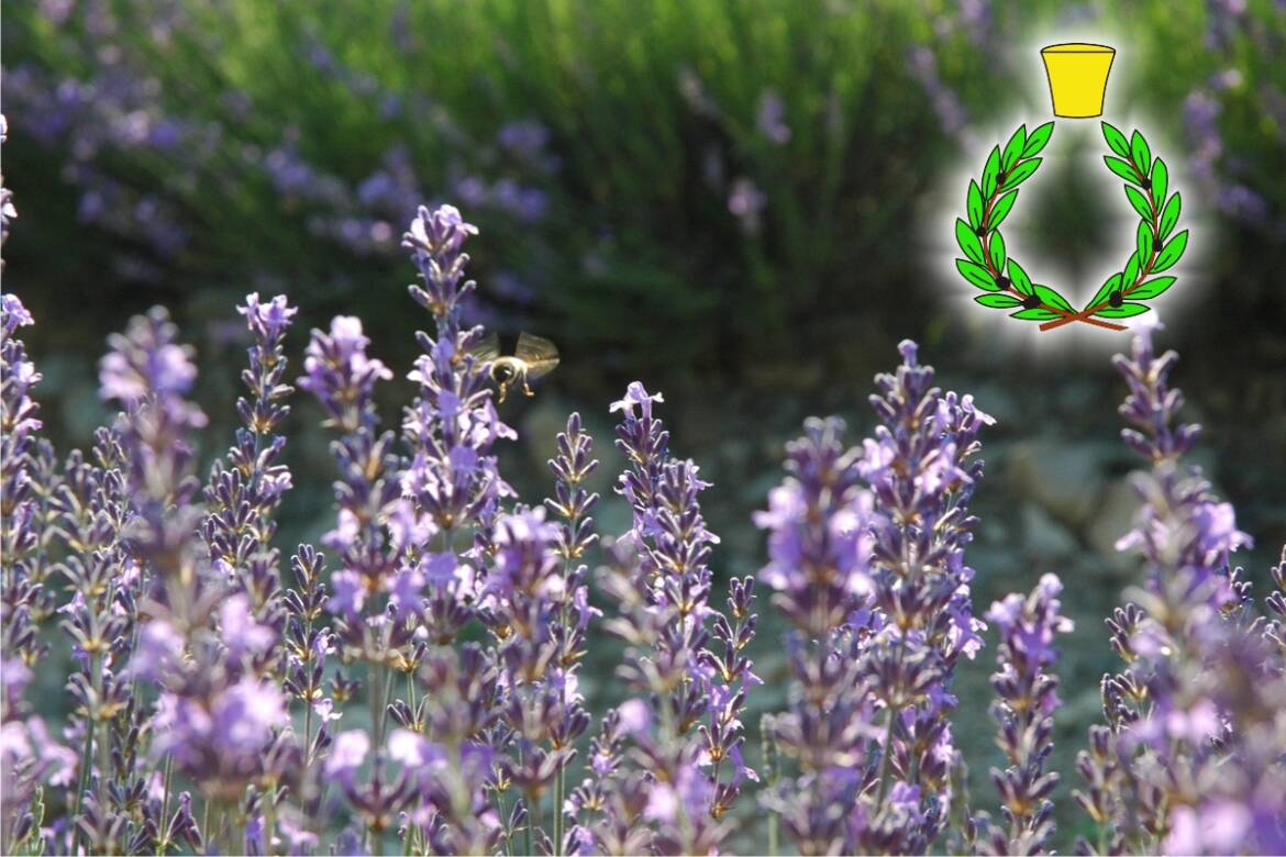 Lavanda-assoluta.jpg