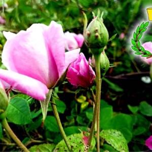 Damascus rose flowers on a background of green leaves with the symbol of Casalvento: a green laurel wreath and a yellow cap