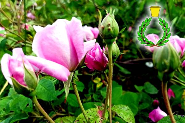 Fiori di rosa di Damasco su sfondo di foglie verdi con il simbolo di Casalvento: una corona di alloro verde e tappo giallo