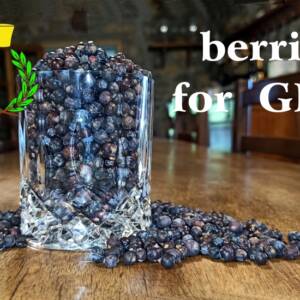 Bacche di ginepro per distillazione GIN di un blu intenso in un bicchiere di vetro trasparente da GIN